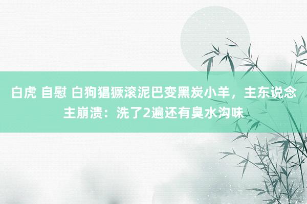白虎 自慰 白狗猖獗滚泥巴变黑炭小羊，主东说念主崩溃：洗了2遍还有臭水沟味