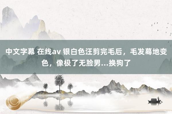 中文字幕 在线av 银白色汪剪完毛后，毛发蓦地变色，像极了无脸男...换狗了